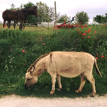 Alloggio per agriturismo Agricampeggio La Fattoria Boneggio